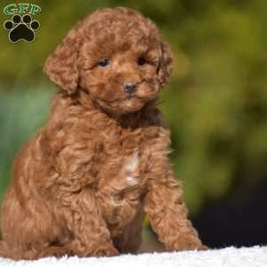 Kassie, Miniature Poodle Puppy